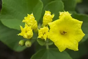 Yellow Geiger or Muyuyo -Cordia lutea-, Isabela Island, Galapagos Islands, Ecuador