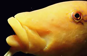 Yellow goatfish (Parupeneus cyclostomus), close-up