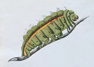 Images Dated 13th July 2017: Yellow-green caterpillar, (Phalaena Bombyx Paphia), hand-colored copper engraving