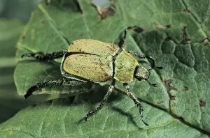 Coleoptera Gallery: Yellow-green eucinetid beetle (Hoplia farinosa)