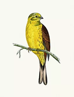 The History of British Birds by Morris Collection: Yellow Hammer bird