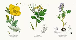 Images Dated 15th November 2017: Yellow Horn Poppy, Glaucium luteum, Victorian Botanical Illustration, 1863