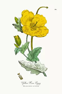 Images Dated 25th September 2017: Yellow Horn Poppy, Glaucium luteum, Victorian Botanical Illustration, 1863