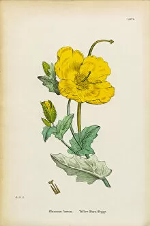 Images Dated 15th January 2017: Yellow Horn Poppy, Glaucium luteum, Victorian Botanical Illustration, 1863