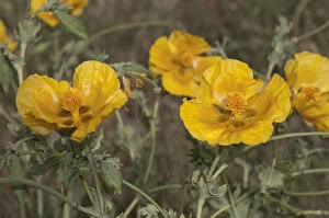 Images Dated 30th May 2013: Yellow Horned Poppy or Yellow Hornpoppy -Glaucium fluvum-, Katerini, Central Macedonia, Greece