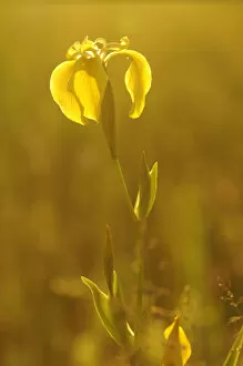 Iris Family Gallery: Yellow Iris or Yellow Flag (Iris pseudacorus) with backlighting