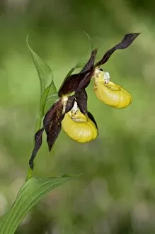 Images Dated 8th June 2013: Yellow Ladys Slipper or Ladys Slipper Orchid -Cypripedium calceolus-, Canton of Schwyz, Switzerland