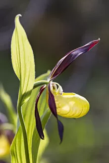 Images Dated 28th May 2013: Yellow Ladys Slipper Orchid -Cypripedium calceolus-, Meissner Natural Park, Hesse, Germany