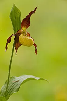 Yellow Ladys Slipper Orchid -Cypripedium calceolus-, flowering, Germany