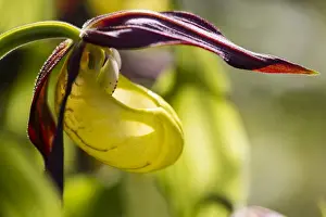 Rare Prints: Yellow Ladys Slipper Orchid -Cypripedium calceolus-, Meissner Natural Park, Hesse, Germany