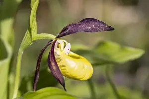Hesse Prints: Yellow Ladys Slipper Orchid -Cypripedium calceolus-, Meissner Natural Park, Hesse, Germany