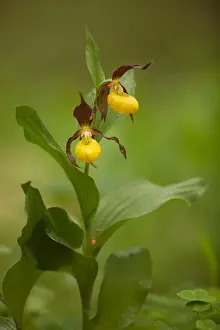 Orchid Prints: Yellow Ladys Slipper Orchid -Cypripedium calceolus-, flowering, Germany