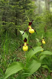 Variety Prints: Yellow Ladys Slipper Orchids (Cypripedium calceolus) in a forest