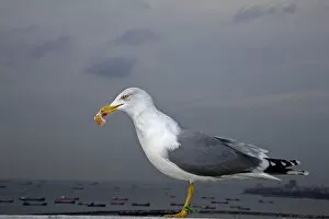 Images Dated 10th November 2012: Yellow-legged Gull -Larus michahellis-, Istanbul, Turkey