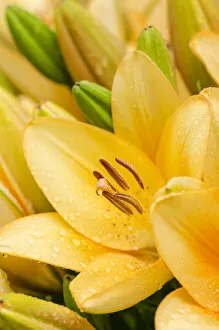 Images Dated 3rd July 2012: Yellow lilies -Lilium-, trumpet lilies, Germany, Europe