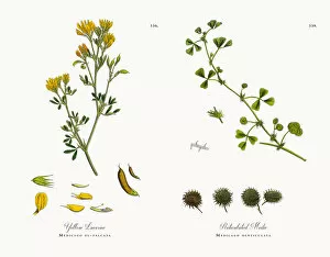 Images Dated 7th December 2017: Yellow Lucerne, Medicago eu-falcata, Victorian Botanical Illustration, 1863