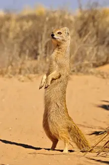 Yellow Mongoose (Cynictis penicillata), Kgalagadi Transfrontier Park, Kalahari, South Africa, Africa