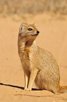 Mongoose Prints: Yellow Mongoose (Cynictis penicillata)