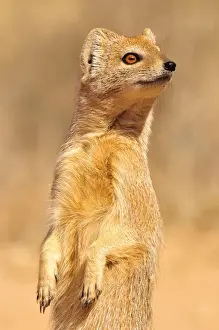 Mongoose Prints: Yellow Mongoose (Cynictis penicillata)