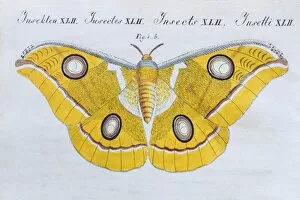 Images Dated 13th July 2017: Yellow moth (Phalaena Bombyx Paphia), butterfly, hand-colored copper engraving