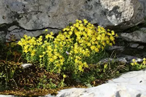 Succulent Plant Gallery: Yellow Mountain Saxifrage (Saxifraga aizoides), Toggenburg, Switzerland, Europe