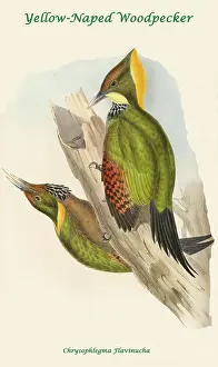 Beaks Prints: Yellow-Naped Woodpecker