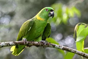 Images Dated 13th January 2015: Yellow-napped parrot (Amazona auropalliata), Costa Rica
