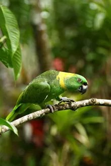 Images Dated 13th January 2015: Yellow napped parrot (Amazona auropalliata), Costa Rica
