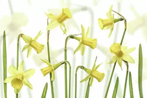 Images Dated 6th March 2016: Yellow Narcissus flowers