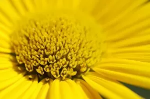 Images Dated 30th June 2012: Yellow ox-eye daisy -Buphthalmum salicifolium-, detail view