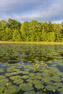 Images Dated 21st May 2015: Yellow pond lilies (Nuphar lutea) in pond, Epping, New Hampshire, USA