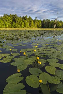 Images Dated 21st May 2015: Yellow pond lilies (Nuphar lutea) in pond, Epping, New Hampshire, USA