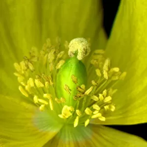 Images Dated 23rd July 2011: Yellow poppy