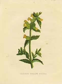 Botanical Prints: Yellow rattle wildflower Victorian botanical illustration by Anne Pratt