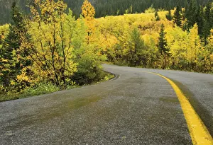 Yellow Road Centre Line And Yellow Trees In Autumn