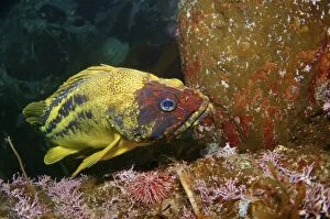 Images Dated 10th August 2012: Yellow Rockfish or Three-stripe Rockfish -Sebastes trivittatus-, Japan Sea, Primorsky Krai