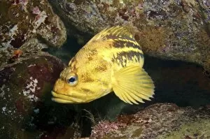 Images Dated 10th August 2012: Yellow Rockfish or Three-stripe Rockfish -Sebastes trivittatus-, Sea of Japan, Far East