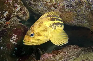 Saltwater Fish Prints: Yellow Rockfish or Three-stripe Rockfish -Sebastes trivittatus
