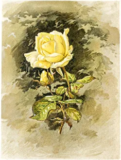 Images Dated 21st June 2015: Yellow rose 19 century illustration