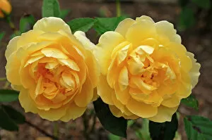 Flower Head Gallery: Yellow roses -Rosa-, variety Graham Thomas, flowers