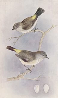 Images Dated 24th March 2010: Yellow-Rumped Thornbill