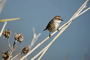 Images Dated 21st October 2013: Yellow-rumped warbler in fall migration