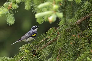Images Dated 27th August 2018: Yellow-rumped Warbler (Setophaga coronata)