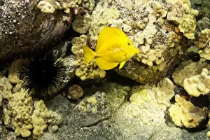 Yellow Sailfin Tang -Zebrasoma flavescens-, tropical coastal waters