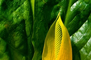 Yellow skunk cabbage (Lysichitum americanum), Tongass NF, Alaska, USA