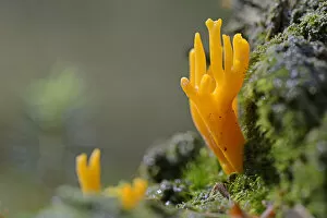 Images Dated 23rd August 2014: Yellow Stagshorn -Calocera viscosa-, Emsland, Lower Saxony, Germany