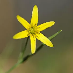Yellow Star-of-Bethlehem -Gagea lutea-, Hainich National Park, Thuringia, Germany