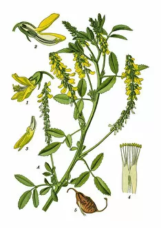 Medicinal and Herbal Plant Illustrations Collection: yellow sweet clover, yellow melilot, ribbed melilot