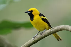 Images Dated 14th June 2015: Yellow-tailed Oriole