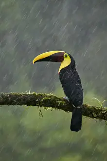 Yellow-throated Toucan